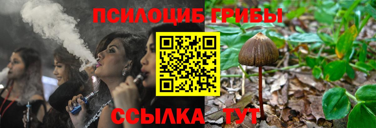 Галлюциногенные грибы Psilocybine cubensis Гатчина
